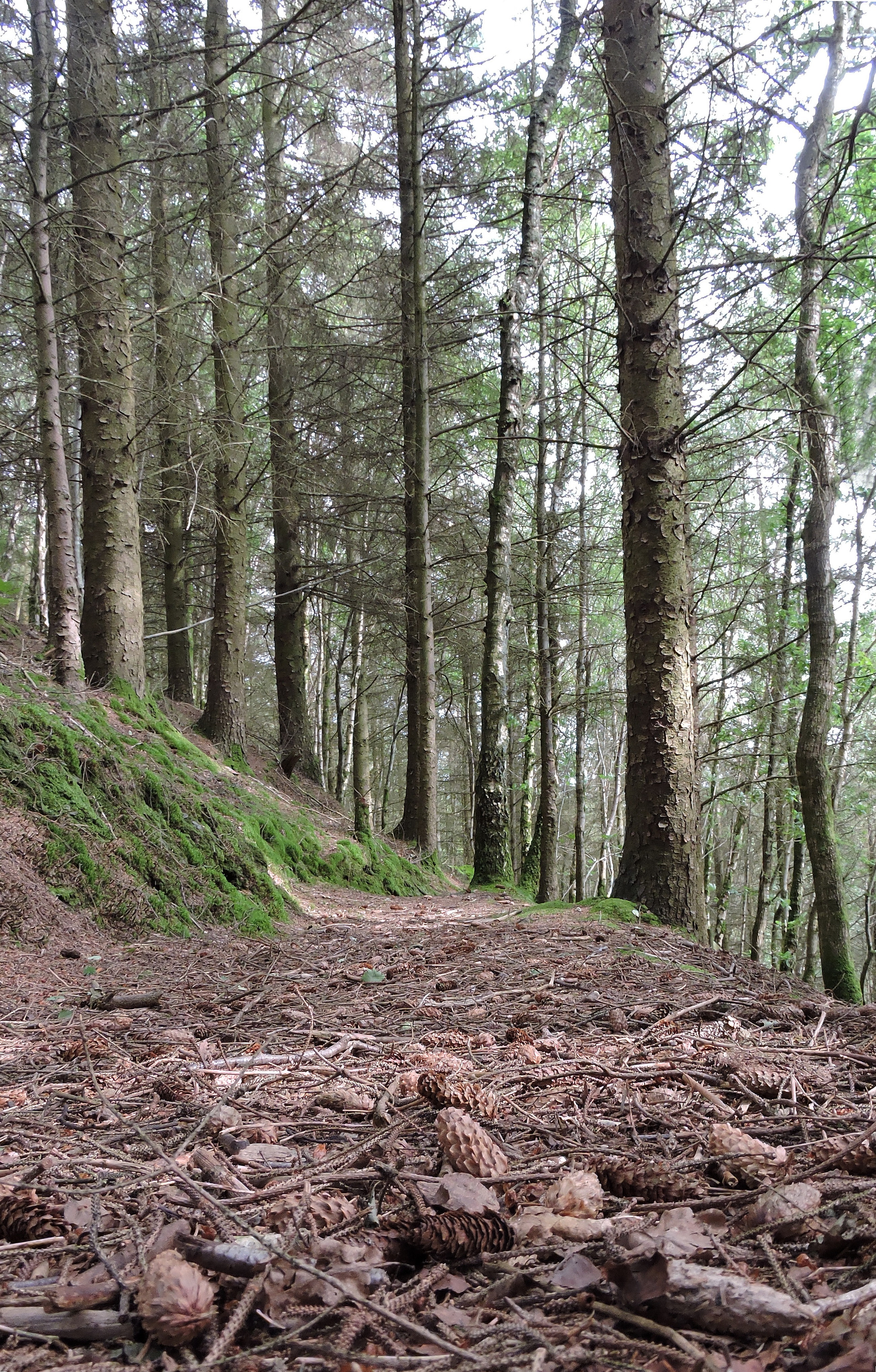 BRYNTAIL WOOD  Bill Bagley Photography